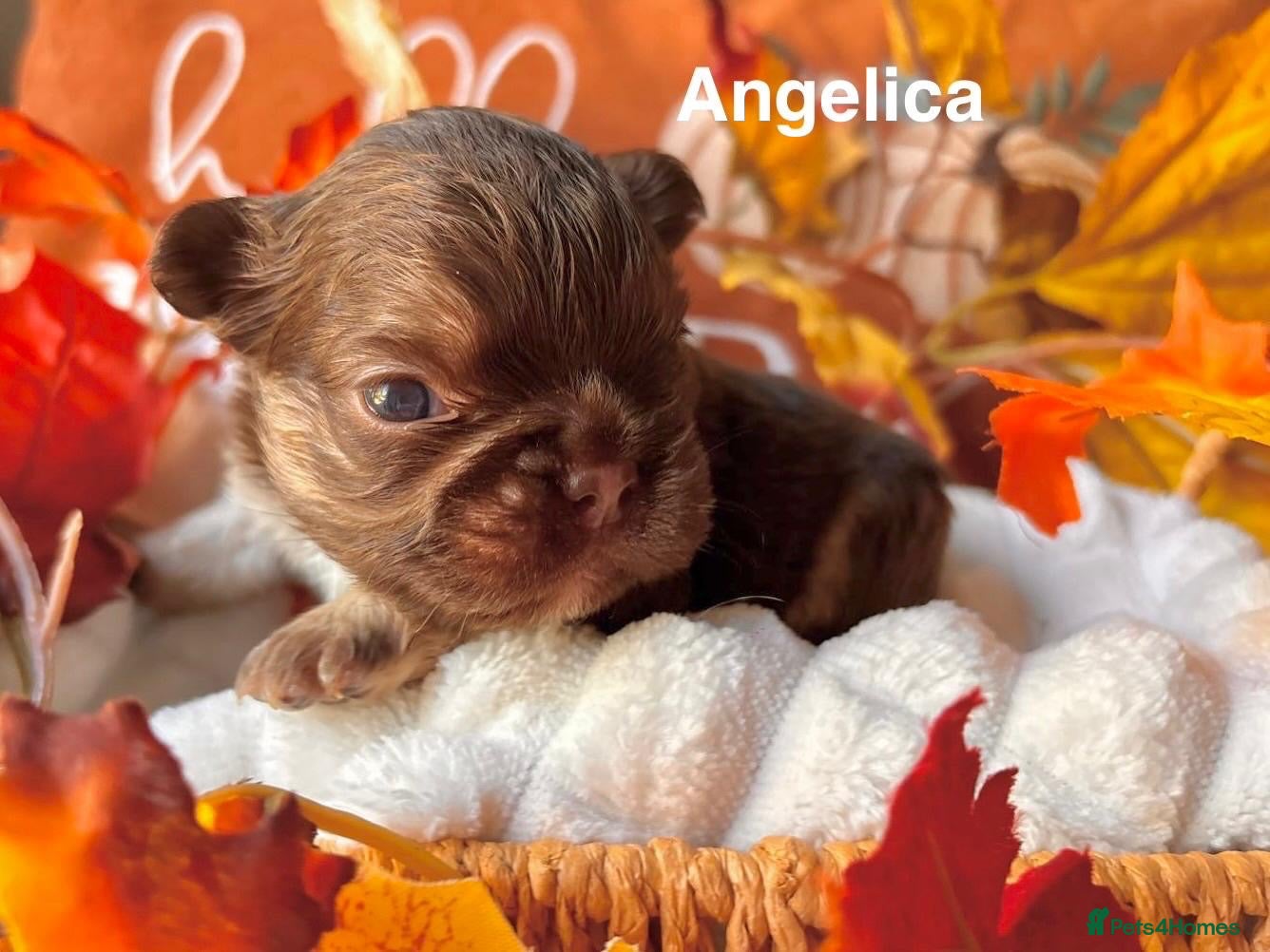 French Bulldog dogs Kc registered chocolate and tan frenchies - Advert 2