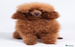 Poodle dogs for stud: KC REG DEEP FOX RED HEALTH TESTED POODLE STUD in Hoddesdon - Image 2