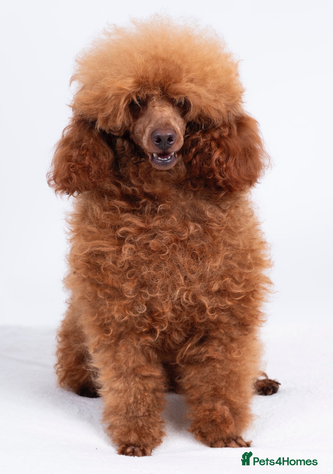 Poodle dogs for stud: KC REG DEEP FOX RED HEALTH TESTED POODLE STUD in Hoddesdon - Image 2