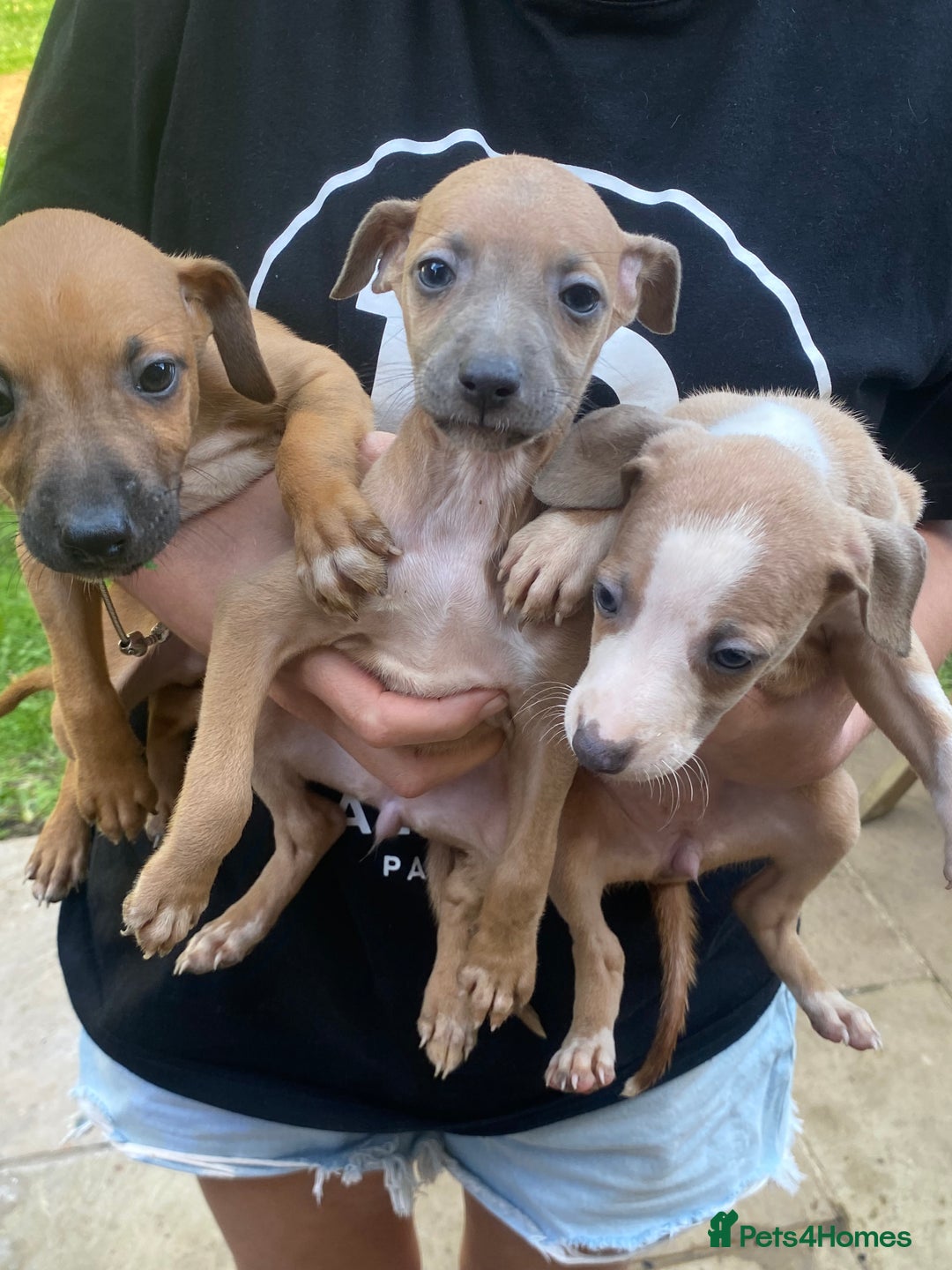 Mixed Breed dogs for sale: Italian greyhound cross whippet - Image 2