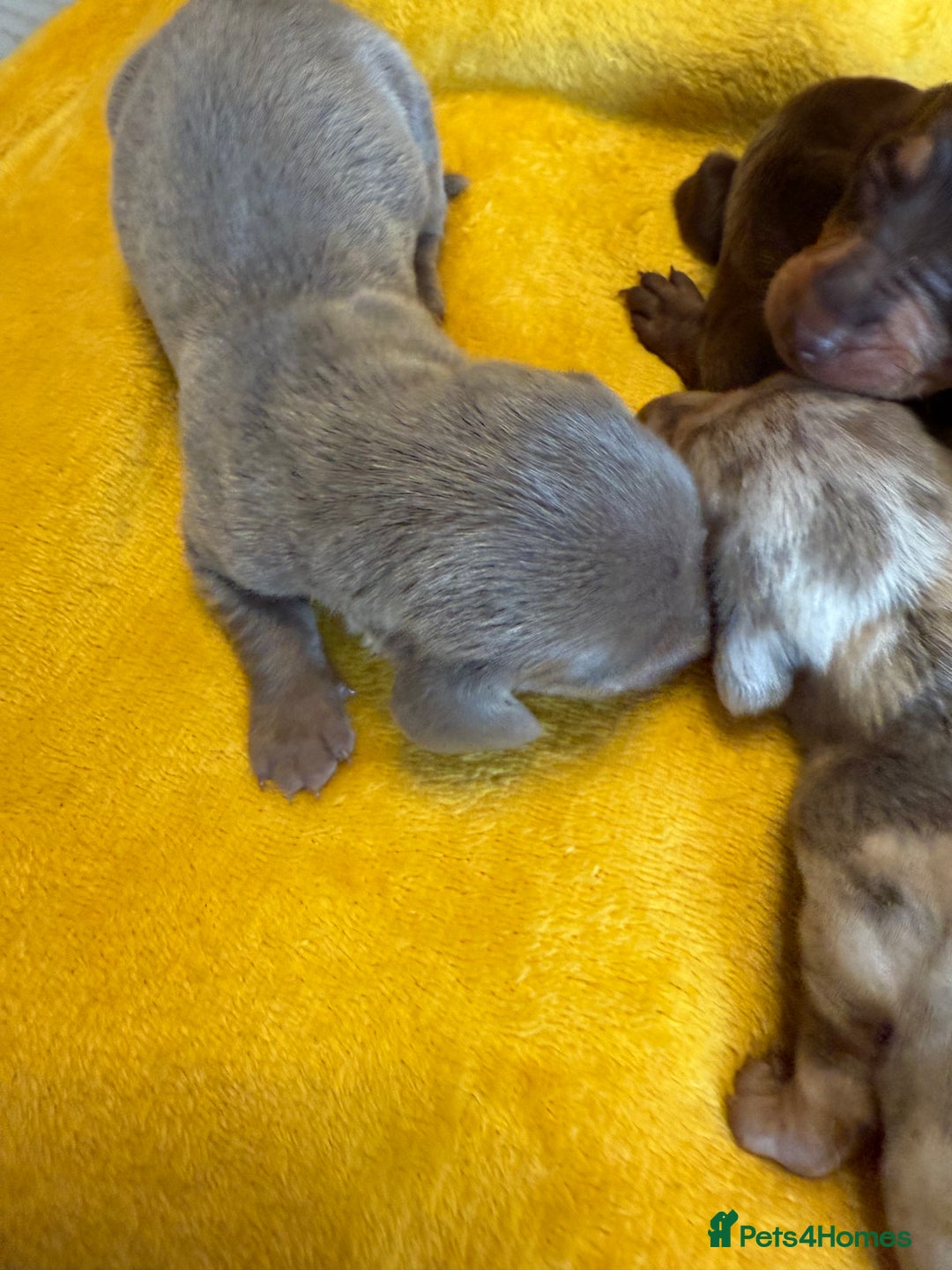 Miniature Dachshund dogs for sale: ❤️🐶 Miniature dachshund puppies 🐶❤️ - Image 9
