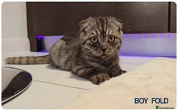 British Shorthair cats for sale: Chocolate Brown British Blue and Grey Fold Boys - Image 5