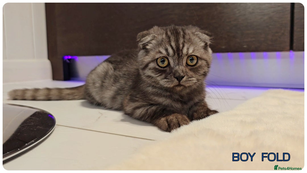 British Shorthair cats for sale: Chocolate Brown British Blue and Grey Fold Boys - Image 5