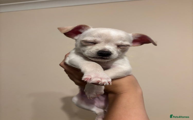 Chihuahua dogs - Advert 16