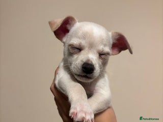 Chihuahua dogs - Advert 5