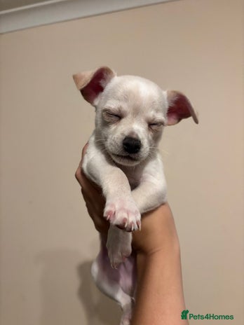 Chihuahua dogs - Advert 15