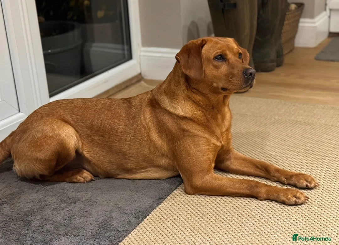 Labrador Retriever dogs for sale: AGLABS Pennyroyal tea x AGLABS In your honour - Advert 2