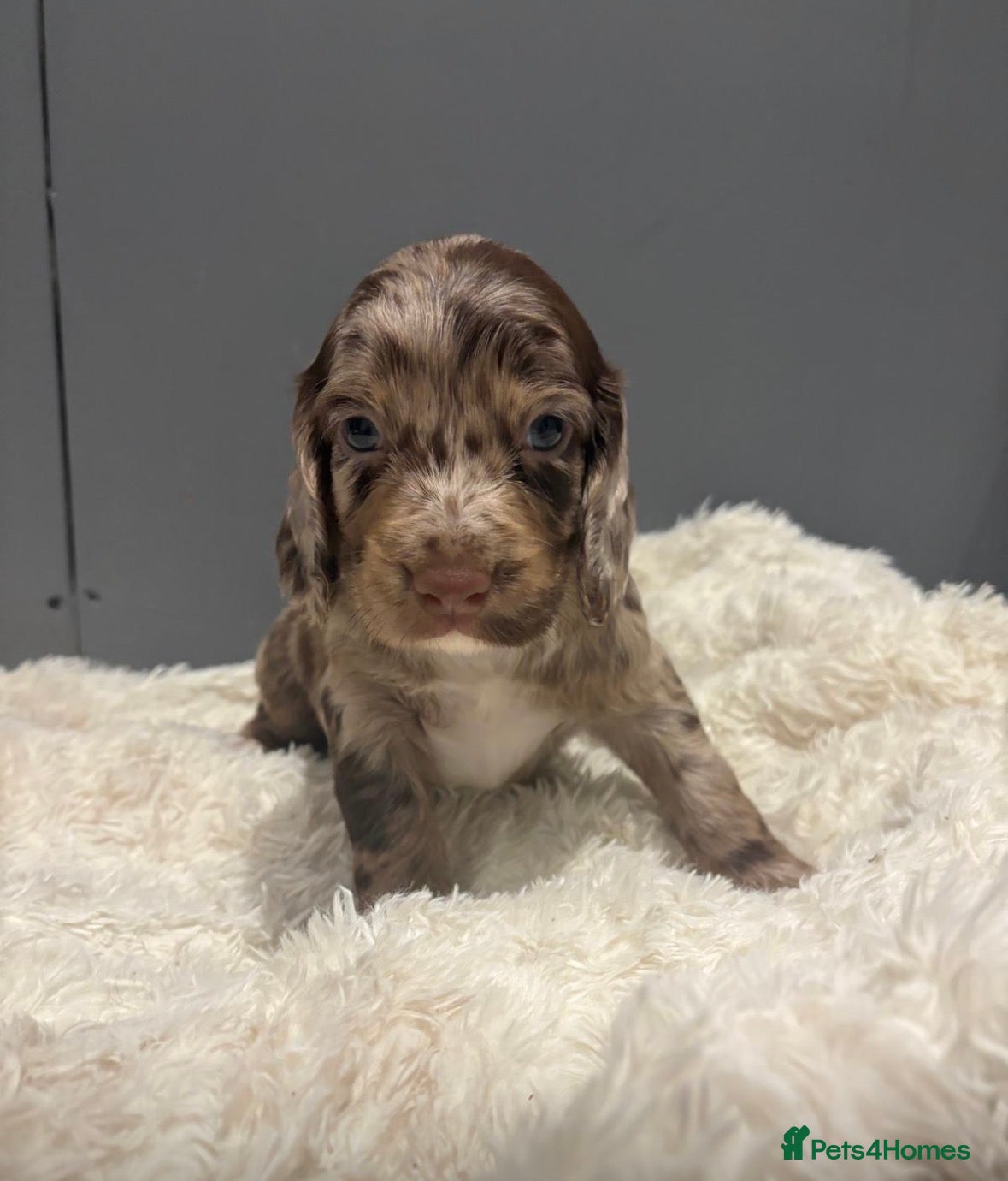 Cockapoo dogs 4 beautiful cocker-poo pups - Advert 2
