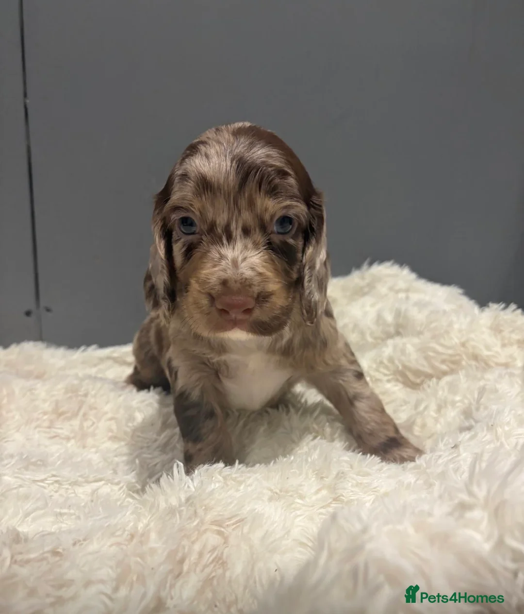 Cockapoo dogs for sale: 4 beautiful cocker-poo pups in Blackwood - Advert 1