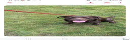 Labrador Retriever dogs for stud: Buddy - Advert 4