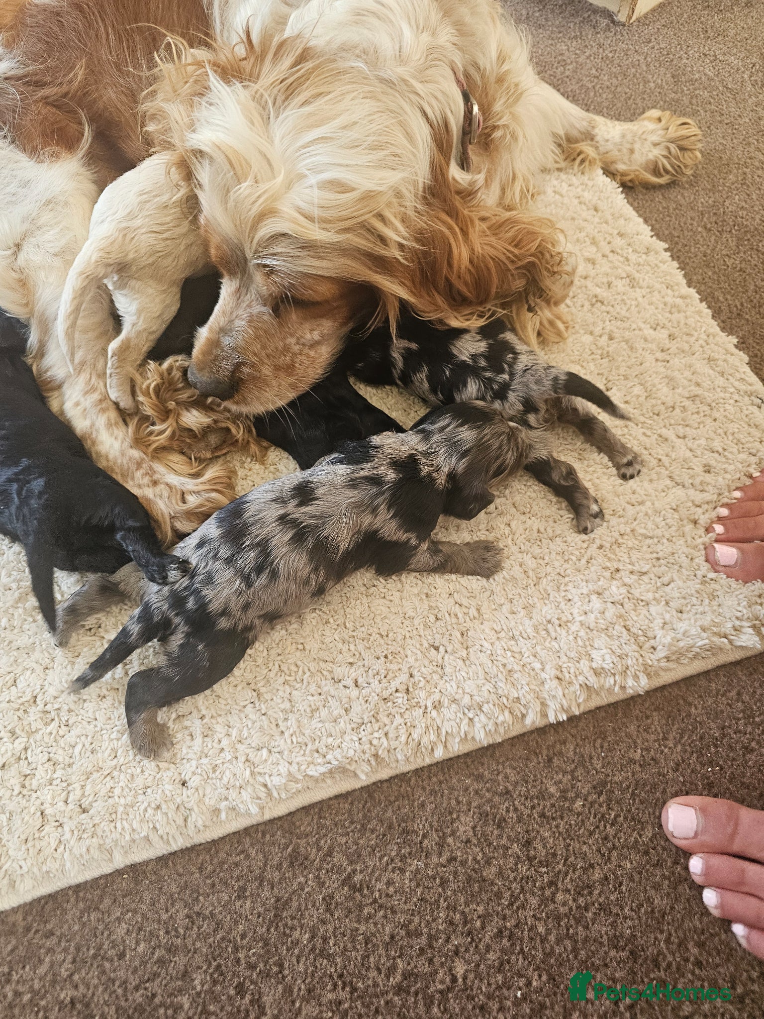 Cockapoo dogs F1 cockerpoo puppies  - Advert 3