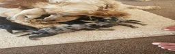 Cockapoo dogs for sale: F1 cockerpoo puppies  - Advert 1