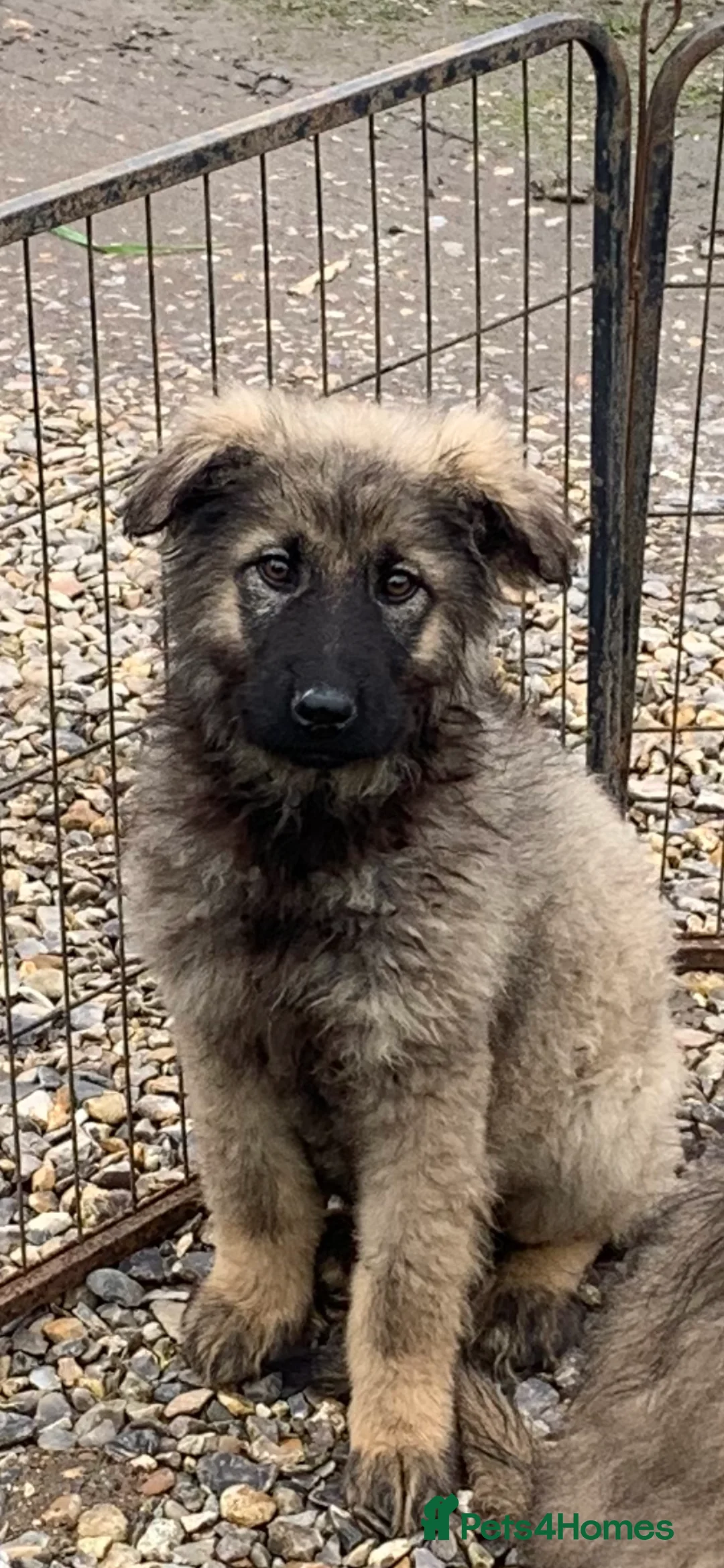 Mixed Breed dogs for sale: German shepherd x Caucasian shepherd puppies - Advert 1