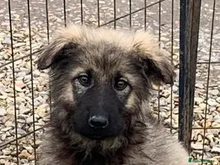 Mixed Breed dogs German shepherd x Caucasian shepherd puppies - Advert 4