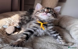 Bengal cats for sale: 💎Cashmere Bengal kittens (Bengal- Longhair) 💎 - Image 2