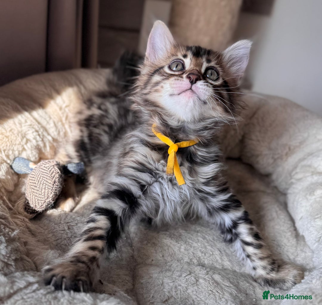 Bengal cats for sale: 💎Cashmere Bengal kittens (Bengal- Longhair) 💎 - Image 2
