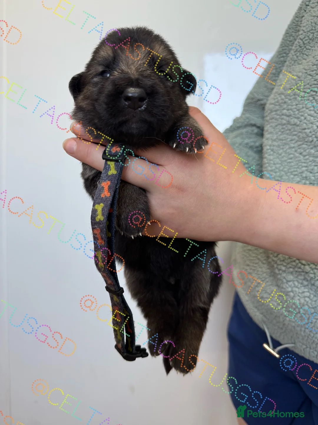 German Shepherd dogs for sale: Kcreg GSD pups solid black and black and tan  - Advert 16