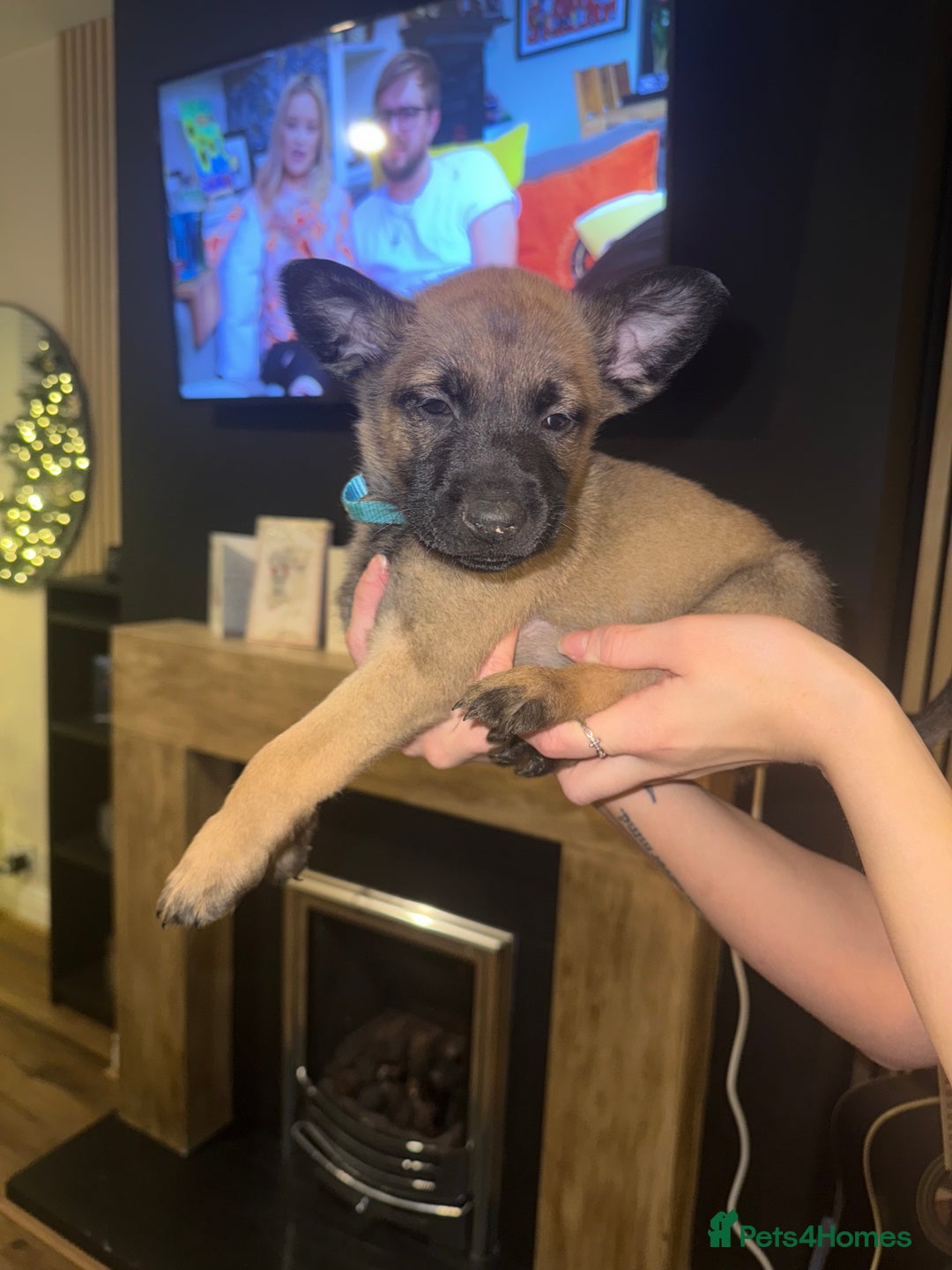 Belgian Shepherd Dog dogs for sale: Pure Belgian Malinois Puppies - Advert 37