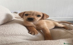 Labrador Retriever dogs for sale: Beautiful 8-Week Labrador Puppy – Loving & Calm - Image 4