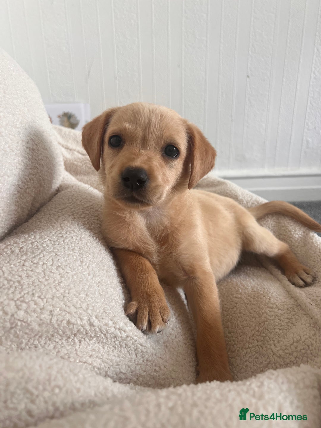 Labrador Retriever dogs for sale: Beautiful 8-Week Labrador Puppy – Loving & Calm - Image 4