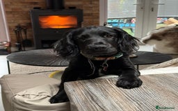 Sprocker dogs for sale: Sprocker 5 months old - Advert 1