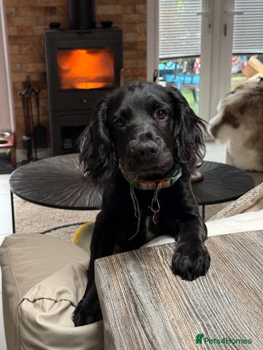 Sprocker dogs for sale: Sprocker 5 months old - Advert 1