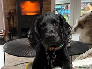 Sprocker dogs for sale: Sprocker 5 months old - Advert 1