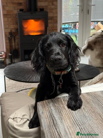 Sprocker dogs Sprocker 5 months old - Advert 1