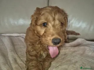 Cockapoo dogs F1 Cockapoo puppys - Advert 1