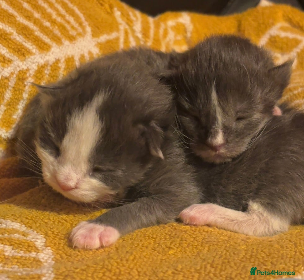 Maine Coon cats Beautiful Maine Coon Kittens Smoke & White  - Advert 1