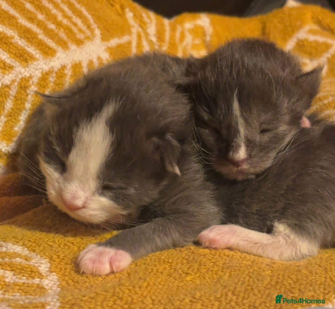 Maine Coon cats for sale: Beautiful Maine Coon Kittens Smoke & White  - Advert 3