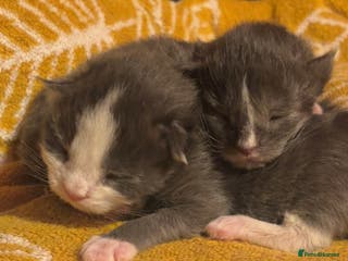 Maine Coon cats Beautiful Maine Coon Kittens Smoke & White - Advert 2
