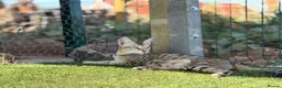 Savannah cats for sale: F5 SBT SNOW & BST SAVANNAHS KITTENS - Advert 7