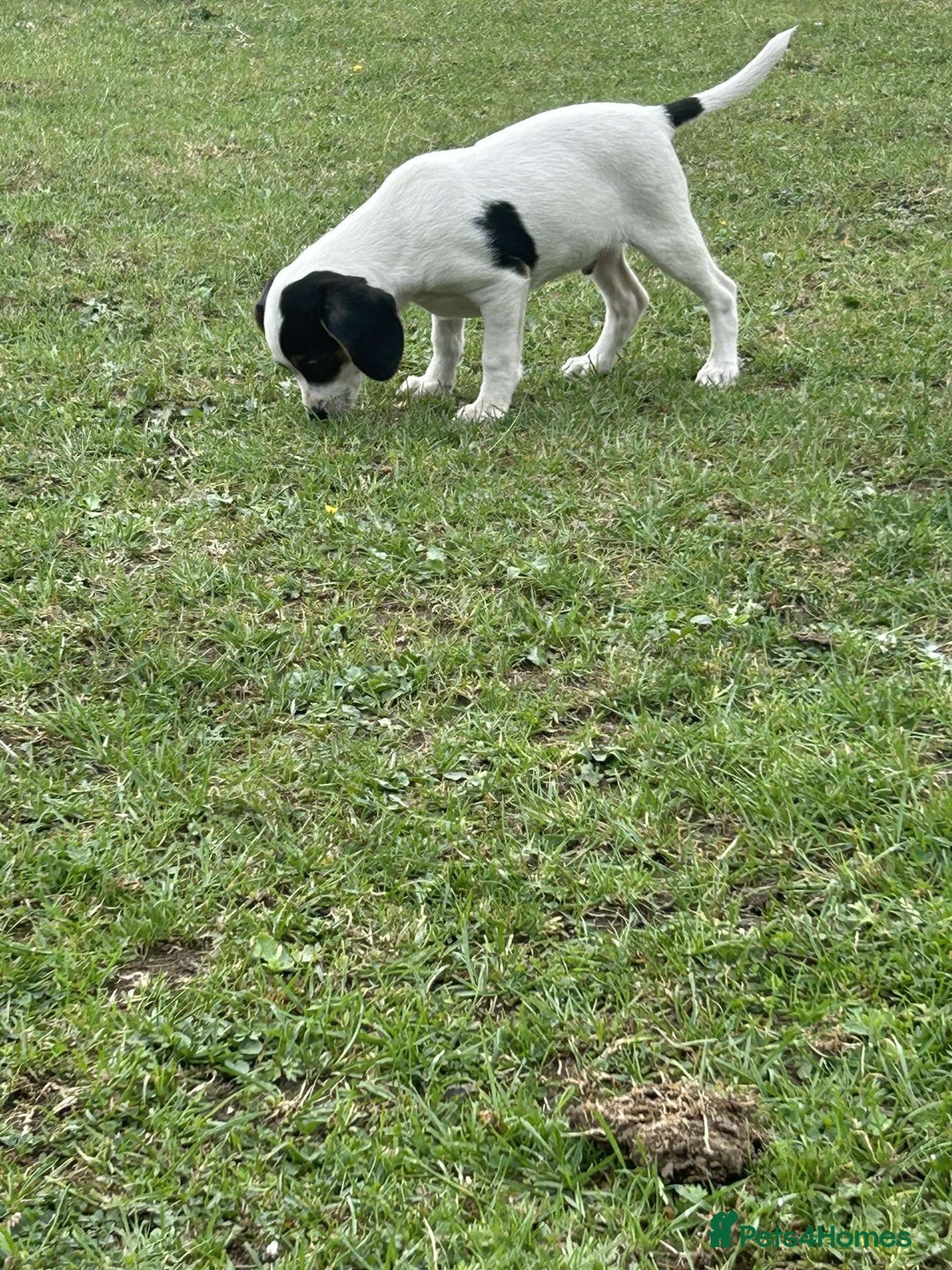 Mixed Breed dogs for sale: 1 make jackrussel cross cavalier  - Image 1