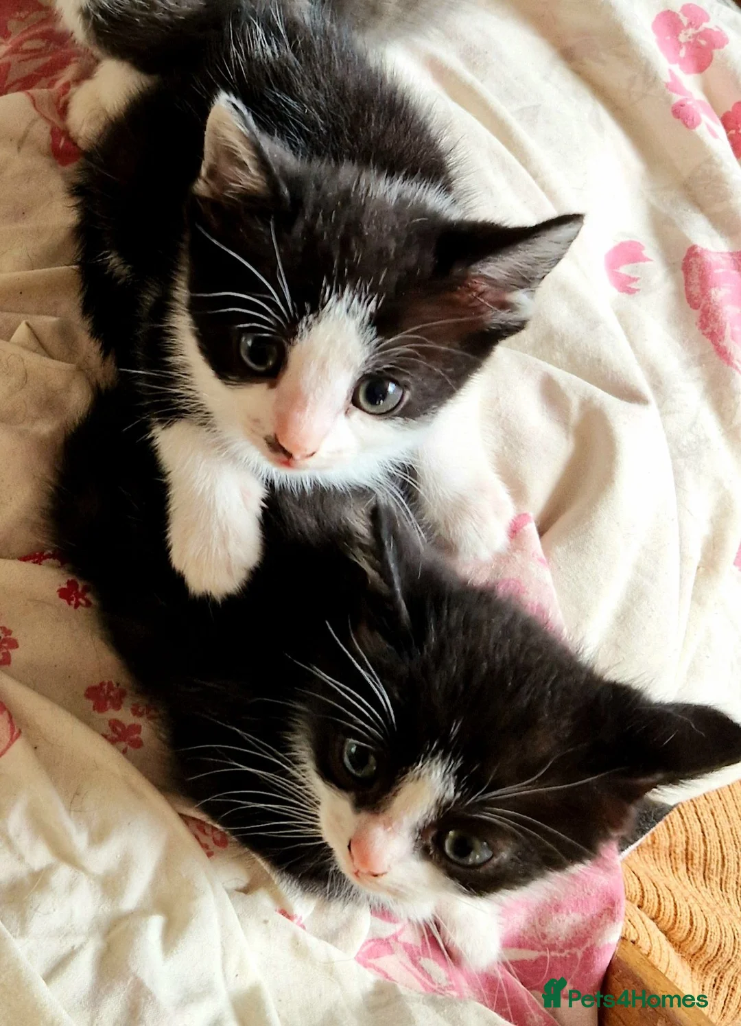 Mixed Breed cats for sale: Ready now Beautiful tabby kitties - Advert 6