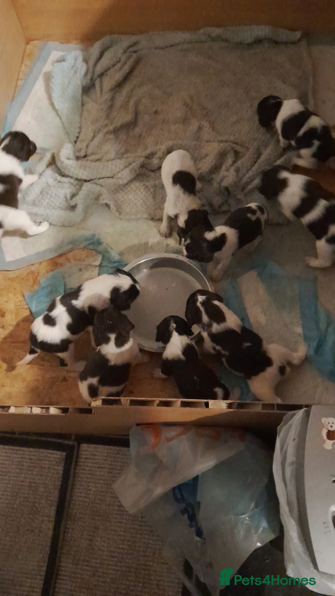 English Springer Spaniel dogs for sale: Springer spaniels puppies  in Spalding - Advert 2