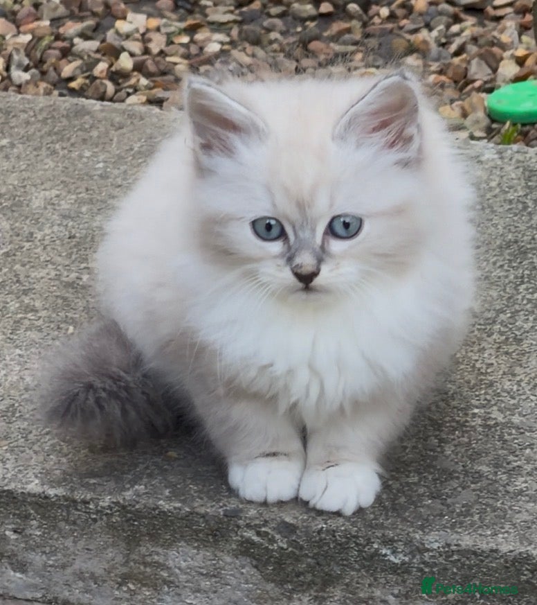 Siberian cats gorgeous male stud cat for sale - Advert 2