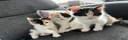 Mixed Breed cats for sale: 4 beautiful kittens ready to leave  - Advert 12