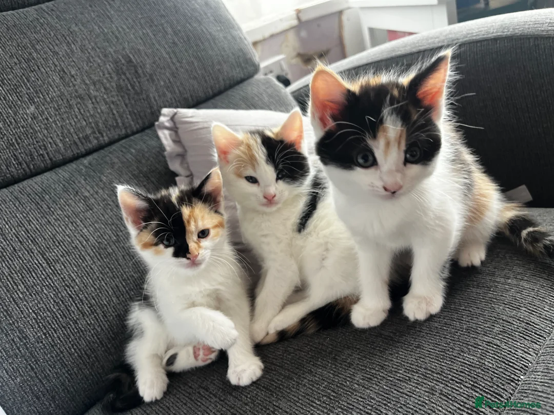 Mixed Breed cats for sale: 4 beautiful kittens ready to leave  - Advert 12