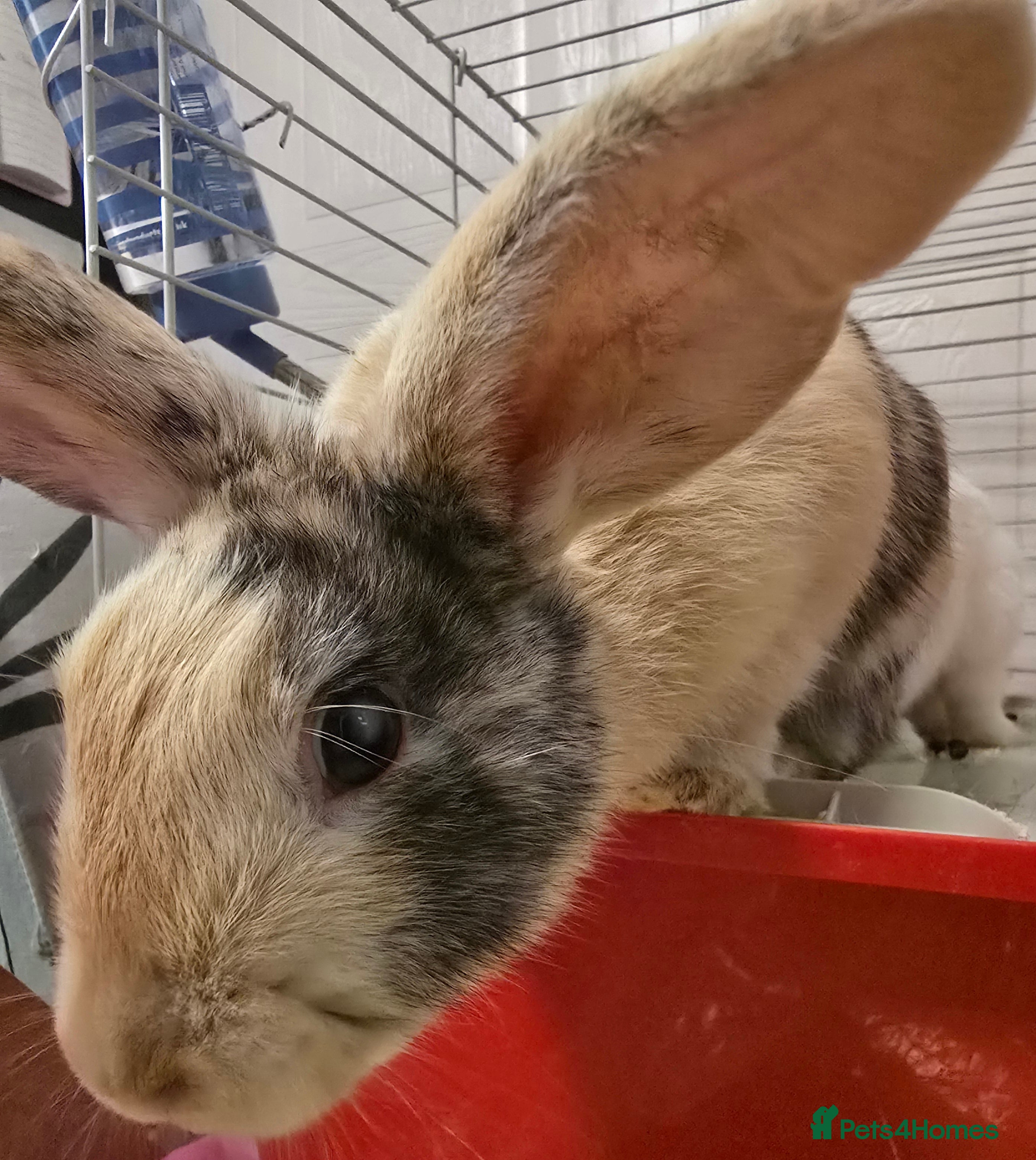 Rex rabbits Mini rex - Advert 10