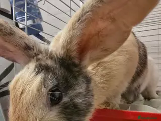 Rex rabbits Mini rex - Advert 10