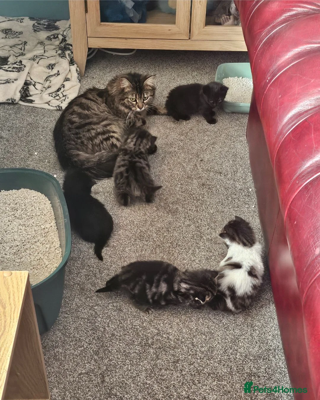 Mixed Breed cats for sale: 4 gorgeous kittens forsale  - Advert 5