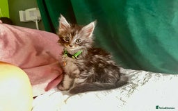 Maine Coon cats for sale: Gorgeous Black & Black Smoke kittens TICA parents - Image 22