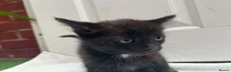 Mixed Breed cats for sale: 5 beautiful kittens ready for forever home  - Advert 3