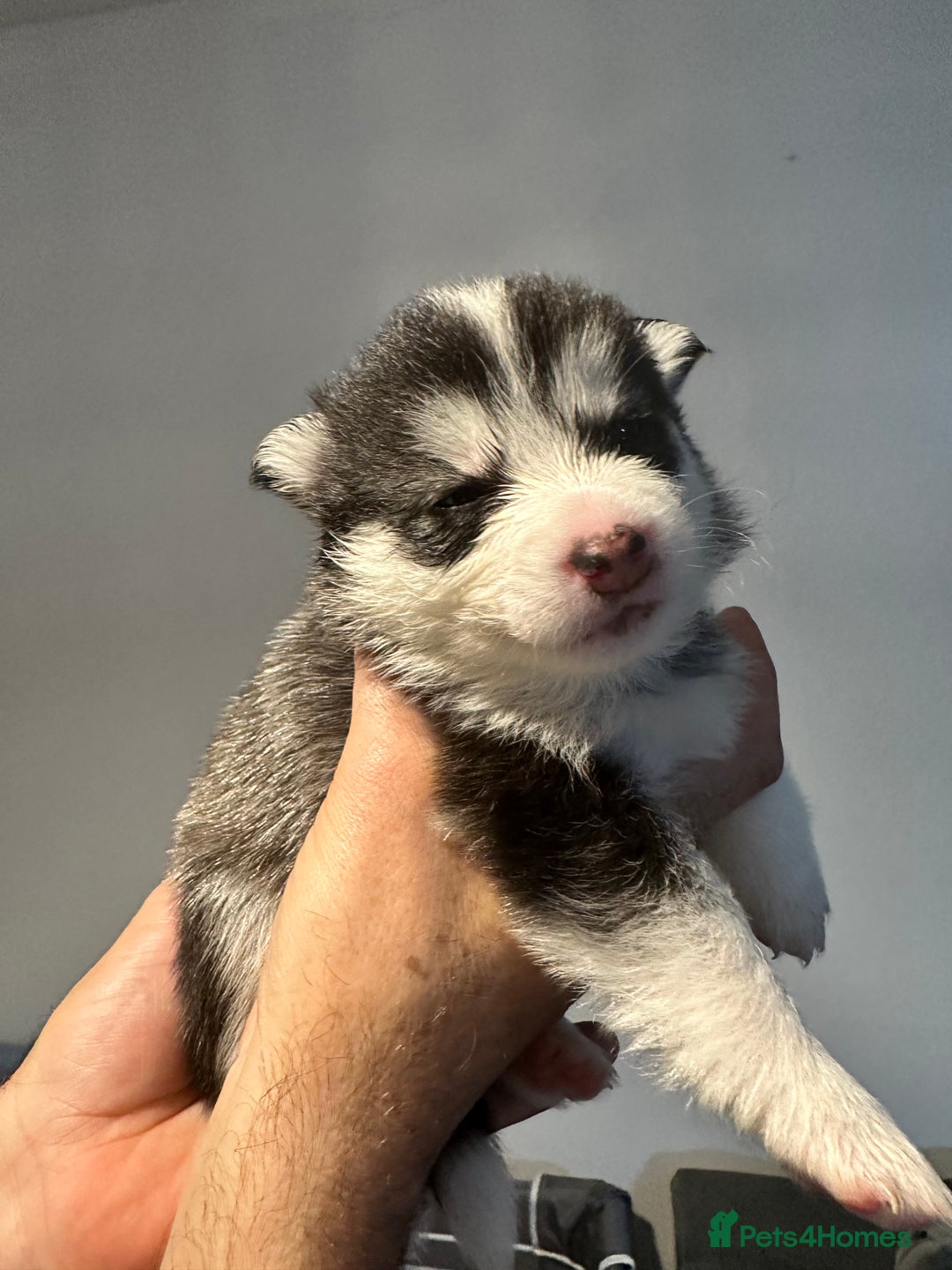 Pomsky dogs for sale: F4 beautiful puppy pomskie blue eyes - Image 31