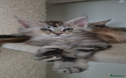 Maine Coon cats for sale: Last  full Maine coone girl . - Image 5