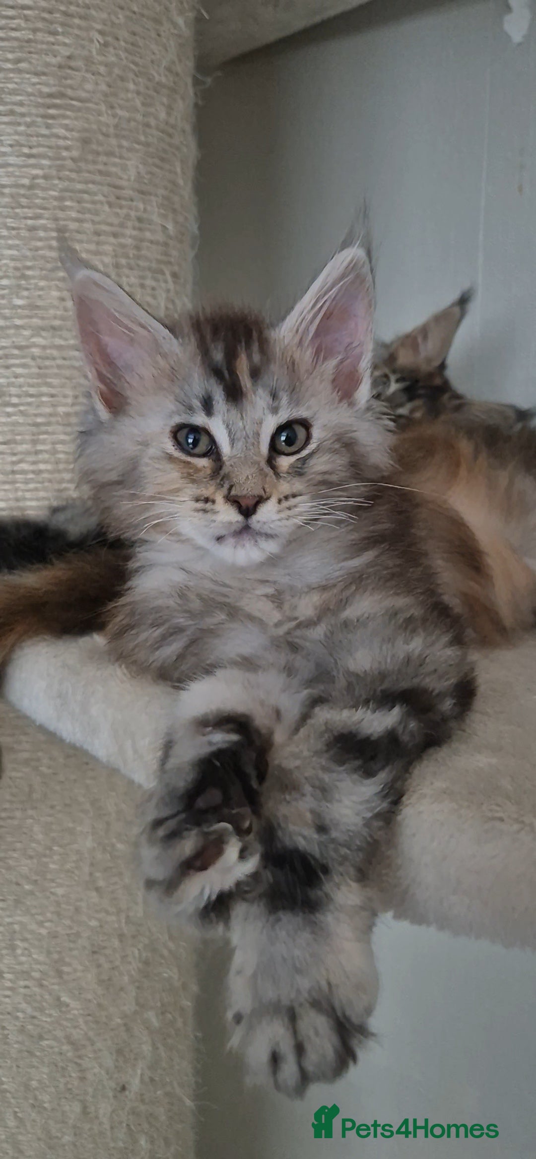 Maine Coon cats for sale: Last  full Maine coone girl . - Image 5