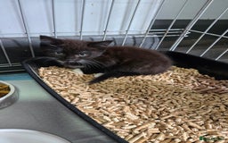 Mixed Breed cats for sale: 3 beautiful female kittens  - Image 3