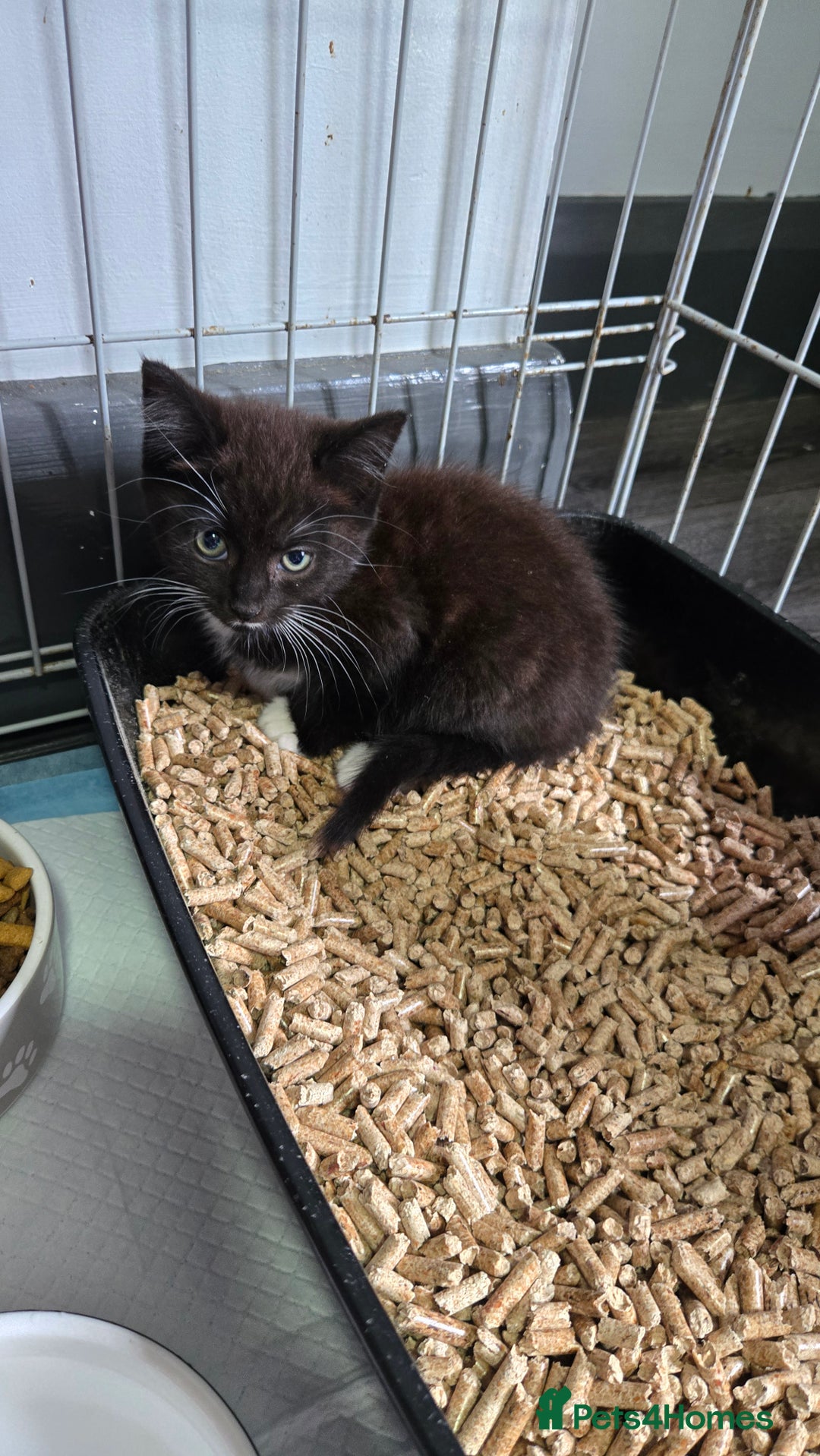 Mixed Breed cats for sale: 3 beautiful female kittens  - Image 3