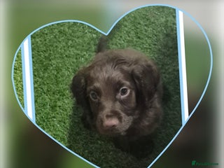 Cocker Spaniel dogs Working cocker puppies for sale - Advert 14